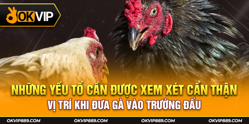 Vị trí khi đưa gà vào trường đấu cũng rất quan trọng trong hình thức này