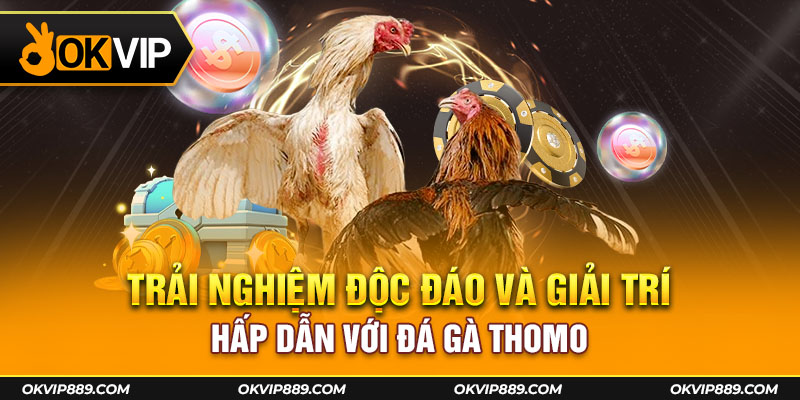 Trải nghiệm độc đáo và giải trí hấp dẫn với đá gà Thomo