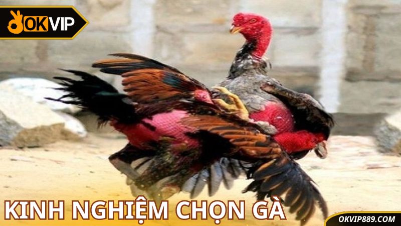 Kinh nghiệm chọn gà